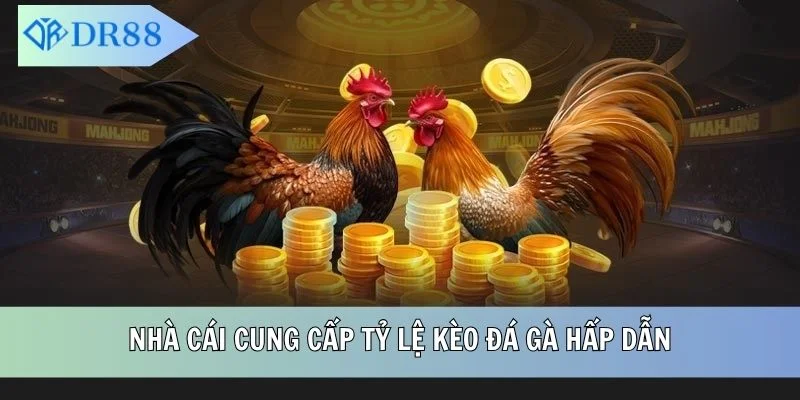 Nhà cái cung cấp tỷ lệ kèo đá gà hấp dẫn